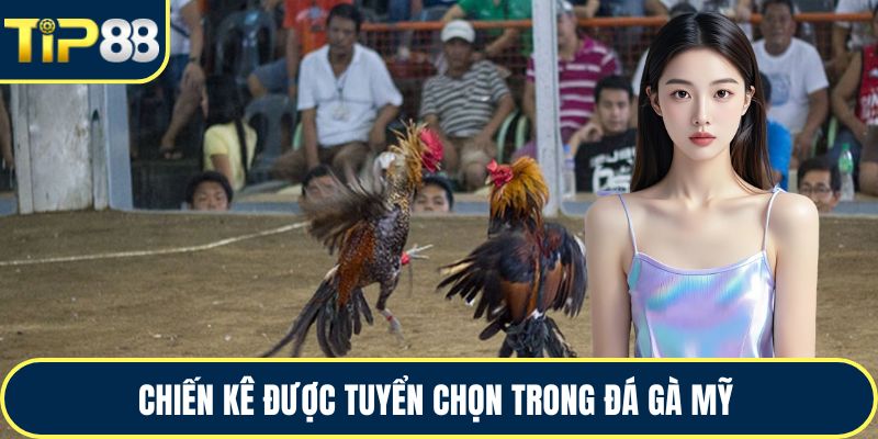 Chiến kê được tuyển chọn trong đá gà Mỹ 
