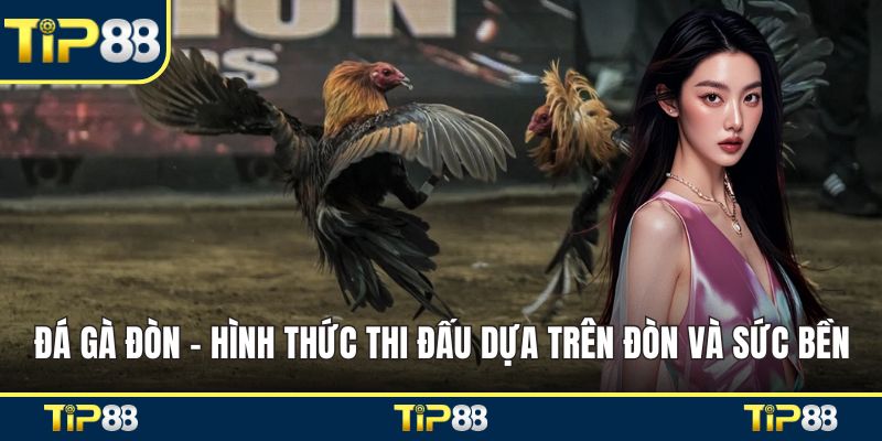 Đá gà đòn
