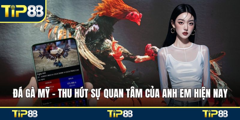 Đá gà Mỹ